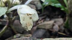 Gomphostemma chinense