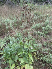 Scrophularia marilandica