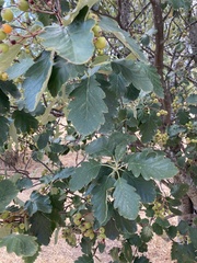 Scandosorbus intermedia