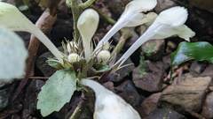 Gomphostemma chinense