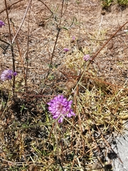 Sixalix atropurpurea