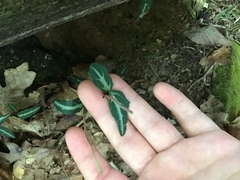 Chimaphila maculata