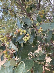 Scandosorbus intermedia