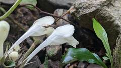 Gomphostemma chinense