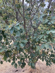 Scandosorbus intermedia