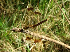 Sympetrum pedemontanum