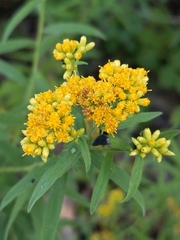 Euthamia graminifolia