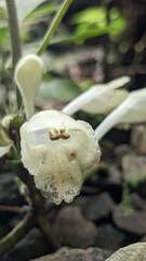 Gomphostemma chinense