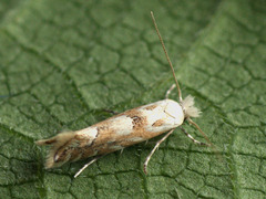 Phyllonorycter sagitella