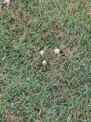 Conocybe apala