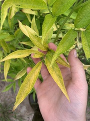 Sambucus canadensis