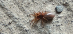 Dysderidae