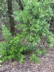 Dermatophyllum secundiflorum