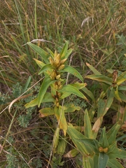 Gentiana cruciata