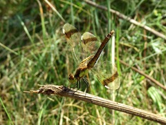 Sympetrum pedemontanum