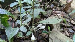 Gomphostemma chinense