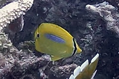 Chaetodon plebeius