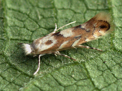 Phyllonorycter sagitella