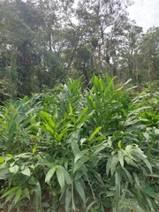 Hedychium coronarium