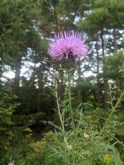 Cirsium discolor