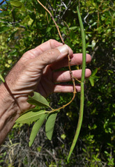 Gymnanthera oblonga