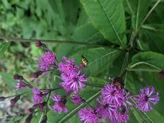 Diabrotica undecimpunctata