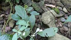 Gomphostemma chinense