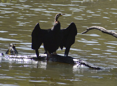Anhinga novaehollandiae