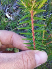 Diosma