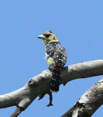 Trachyphonus vaillantii vaillantii