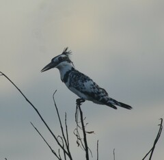 Ceryle rudis rudis