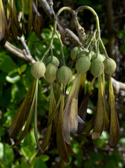 Gyrocarpus americanus