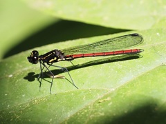 Stenocypha molindica