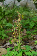 Calanthe mannii