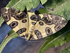 Pantherodes