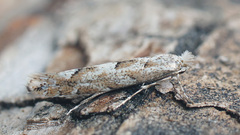 Phyllonorycter sagitella