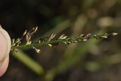 Urochloa mutica