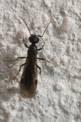 Formicidae