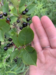Aronia melanocarpa