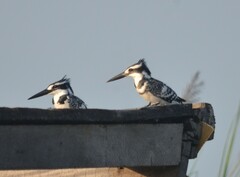 Ceryle rudis rudis