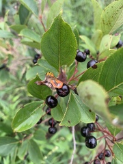 Aronia melanocarpa