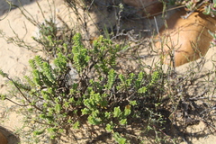 Oedera squarrosa