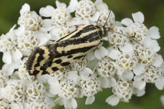 Acontia trabealis