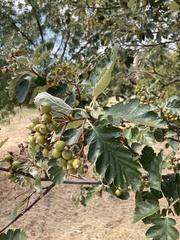 Scandosorbus intermedia