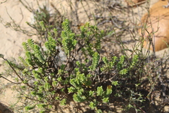 Oedera squarrosa
