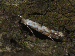 Phyllonorycter sagitella