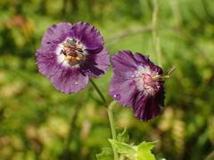 Geranium phaeum
