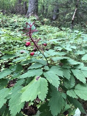 Actaea × ludovicii