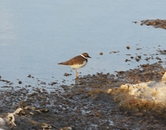 Charadrius hiaticula