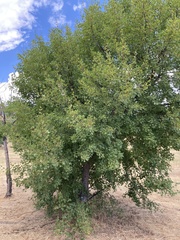 Acer monspessulanum